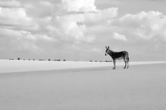 Lonely-Donkey-by-Erik-Arnell