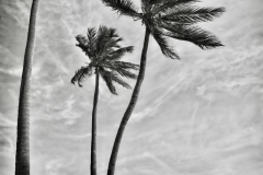 Three-Palms-by-Erik-Arnell